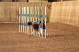 wedstrijd agility friends zondag
