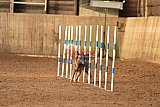 wedstrijd agility friends zondag