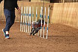 wedstrijd agility friends zondag