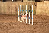 wedstrijd agility friends zondag