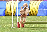 wedstrijd apeldoorn 18-04-2026
