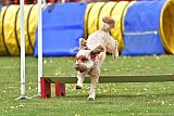 wedstrijd apeldoorn 18-04-2026
