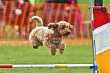 wedstrijd apeldoorn 18-04-2026