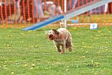 wedstrijd apeldoorn 18-04-2026