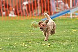 wedstrijd apeldoorn 18-04-2026