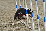 winterwedstrijd Agility Friends het keelven23-11-2025