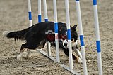 winterwedstrijd Agility Friends het keelven23-11-2025
