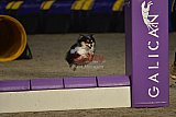 winterwedstrijd Agility Friends het keelven23-11-2025