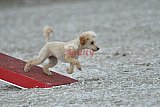 zomer wedstrijd someren zaterdag
