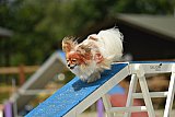 zomer wedstrijd someren zaterdag