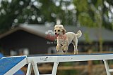 zomer wedstrijd someren zaterdag