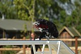 zomer wedstrijd someren zaterdag