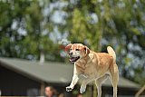 zomer wedstrijd someren zaterdag