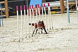zomer wedstrijd someren zaterdag