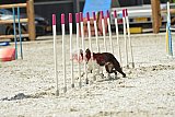 zomer wedstrijd someren zaterdag