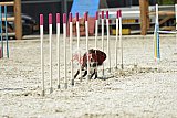 zomer wedstrijd someren zaterdag