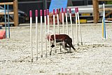 zomer wedstrijd someren zaterdag