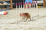 zomer wedstrijd someren zaterdag