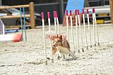 zomer wedstrijd someren zaterdag