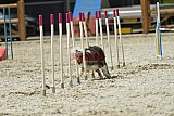 zomer wedstrijd someren zaterdag