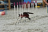 zomer wedstrijd someren zaterdag