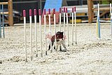 zomer wedstrijd someren zaterdag