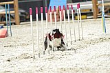 zomer wedstrijd someren zaterdag