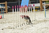 zomer wedstrijd someren zaterdag