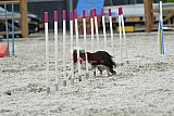 zomer wedstrijd someren zaterdag