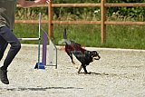 zomer wedstrijd someren zaterdag