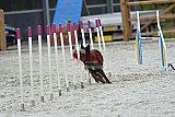 zomer wedstrijd someren zaterdag