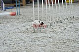 zomer wedstrijd someren zaterdag