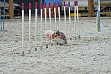 zomer wedstrijd someren zaterdag
