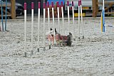 zomer wedstrijd someren zaterdag