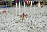 zomer wedstrijd someren zaterdag
