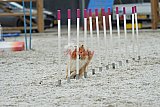 zomer wedstrijd someren zaterdag