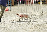 zomer wedstrijd someren zaterdag