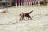 zomer wedstrijd someren zaterdag