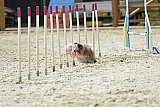 zomer wedstrijd someren zaterdag