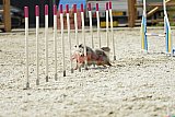 zomer wedstrijd someren zaterdag