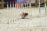 zomer wedstrijd someren zaterdag