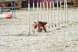 zomer wedstrijd someren zaterdag