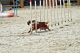 zomer wedstrijd someren zaterdag