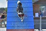 zomer wedstrijd someren zondag