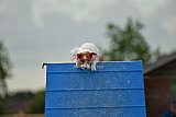 zomer wedstrijd someren zondag