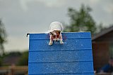 zomer wedstrijd someren zondag