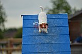 zomer wedstrijd someren zondag