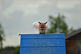 zomer wedstrijd someren zondag