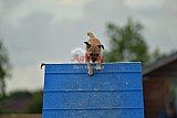 zomer wedstrijd someren zondag
