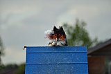 zomer wedstrijd someren zondag